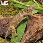 ug_Melanistic x GTX x Nu Ana (66% Het Mel) Leachianus Gecko_1.jpg