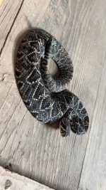 IMG_0996.jpeg
