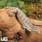 ug_GTA x Mt Khoghis (Dark Morph) Leachianus Gecko_4.jpg