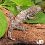 ug_GTA x Mt Khoghis (Dark Morph) Leachianus Gecko_3.jpg