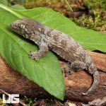 ug_GTA x Mt Khoghis (Dark Morph) Leachianus Gecko_2.jpg