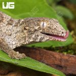 ug_GTA x Mt Khoghis (Dark Morph) Leachianus Gecko_1.jpg