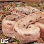 ug_hypo_Aby_Het_Scoria_Boa_3.jpg