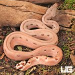 ug_hypo_Aby_Het_Scoria_Boa_2.jpg