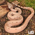 ug_hypo_Aby_Het_Scoria_Boa_1.jpg