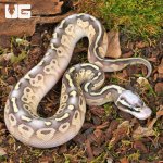 ug_Baby Super Pastel Mojave Leopard Ball Python_1.jpg