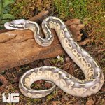 ug_Baby Super Pastel Mojave Leopard Ball Python_2.jpg