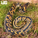 ug_Baby Orange Dream Leopard Ball Python_2.jpg