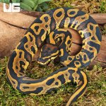 ug_Baby Orange Dream Leopard Ball Python_1.jpg