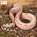 ug_Aby Scoria Boa_4.jpg