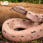 ug_Aby Scoria Boa_3.jpg