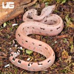 ug_Aby Scoria Boa_2.jpg