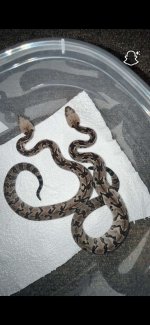IMG_1822.jpeg