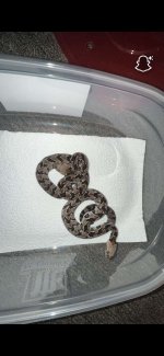 IMG_1825.jpeg