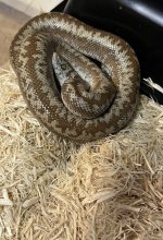 IMG_5438.jpeg