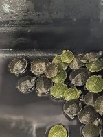 IMG_0333.jpeg