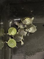 IMG_0332.jpeg