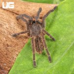 ug_Vietnam_Blue_Earth_Tiger_Tarantula_4.jpg