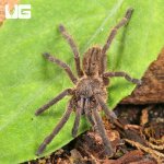 ug_Vietnam_Blue_Earth_Tiger_Tarantula_2.jpg