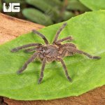 ug_vietnam_blue_earth_tiger_tarantula_1.jpg