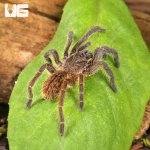 ug_Vietnam_Blue_Earth_Tiger_Tarantula_3.jpg