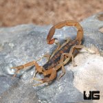 ug_Striped_Bark_Scorpion_4.jpg