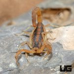 ug_Striped_Bark_Scorpion_3.jpg