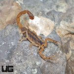 ug_Striped_Bark_Scorpion_2.jpg