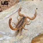 ug_Striped_Bark_Scorpion_1.jpg