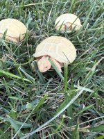 IMG_4753.jpeg