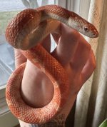 Albinoblackratm.jpg