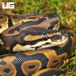 ug_Baby Female Leopard Ball Python_4.jpg