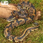 ug_Baby Female Leopard Ball Python_3.jpg