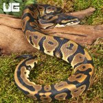 ug_Baby Female Leopard Ball Python_2.jpg
