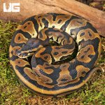 ug_Baby Female Leopard Ball Python_1.jpg