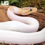 UG_Baby Banana Yellowbelly Pied Ball Python_4.jpg