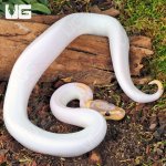 UG_Baby Banana Yellowbelly Pied Ball Python_3.jpg