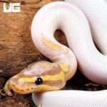 UG_Baby Banana Yellowbelly Pied Ball Python_2.jpg