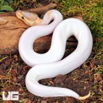 UG_Baby Banana Yellowbelly Pied Ball Python_1.jpg