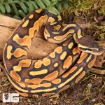 ug_Baby Orange Dream Enchi Cinnamon Calico Het Pied Ball Python_4.jpg
