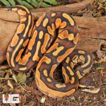 ug_Baby Orange Dream Enchi Cinnamon Calico Het Pied Ball Python_3.jpg