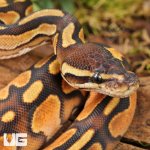 ug_Baby Orange Dream Enchi Cinnamon Calico Het Pied Ball Python_2.jpg