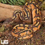 ug_Baby Orange Dream Enchi Cinnamon Calico Het Pied Ball Python_1.jpg