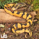 ug_Baby Orange Dream Enchi Ball Python_4.jpg