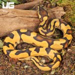ug_Baby Orange Dream Enchi Ball Python_3.jpg