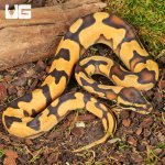 ug_Baby Orange Dream Enchi Ball Python_2.jpg