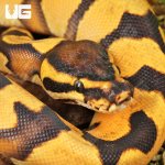 ug_Baby Orange Dream Enchi Ball Python_1.jpg