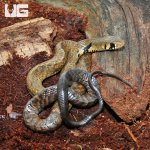 ug_female_baby_blacktail_cribo_4.jpg