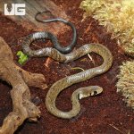 ug_female_baby_blacktail_cribo_3.jpg