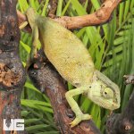 ug_Graceful_Chameleon_4.jpg